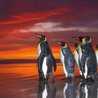 Puzzle - Heye - Pingvini regali - Puzzle panoramic