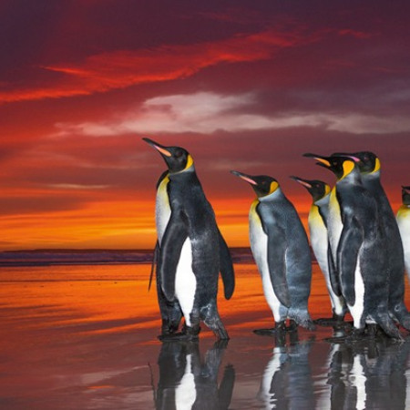 Pingvini regali - Puzzle panoramic