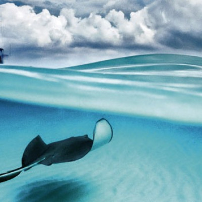 Raja - Puzzle panoramic