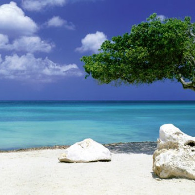 Copac pe plajă - Puzzle panoramic