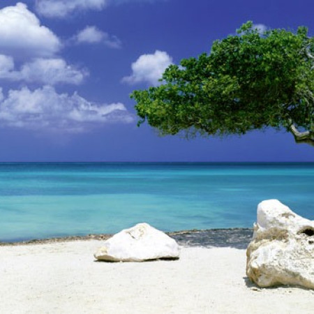 Copac pe plajă - Puzzle panoramic