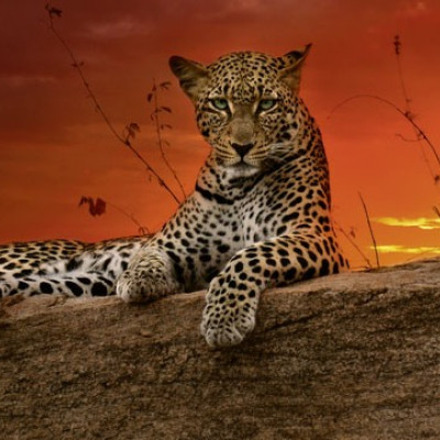 Răsărit - Puzzle panoramic