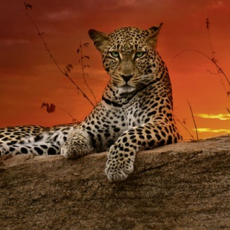 Răsărit - Puzzle panoramic