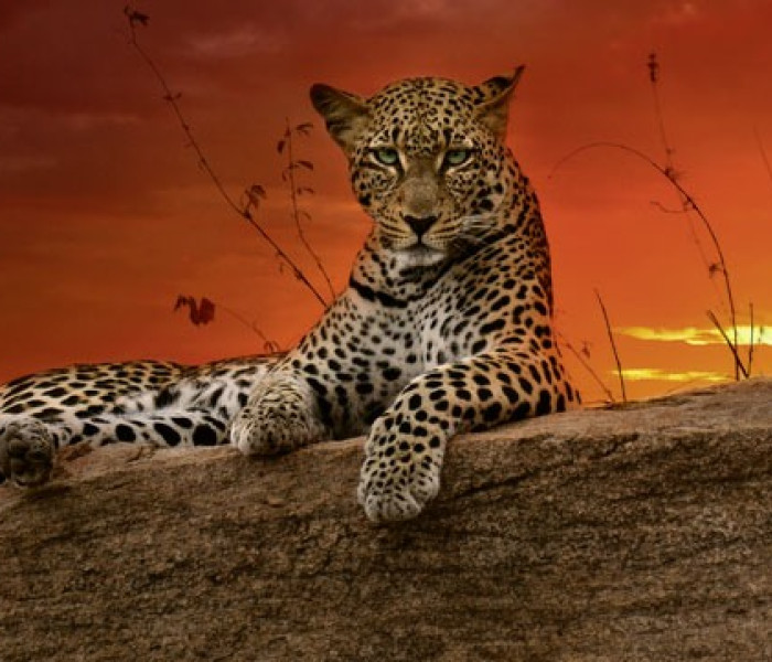 Puzzle - Heye - Răsărit - Puzzle panoramic