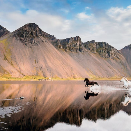 Cai islandezi - Puzzle panoramic