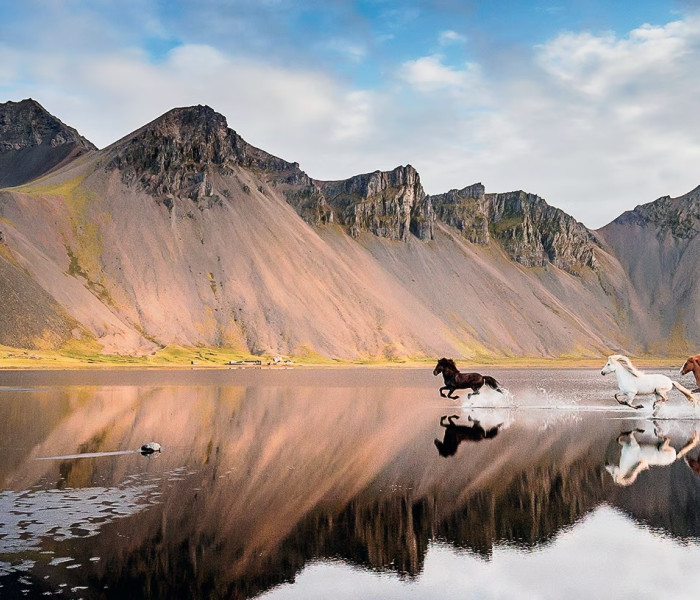 Puzzle - Heye - Cai islandezi - Puzzle panoramic