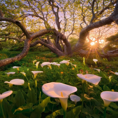 Kornútovka africană