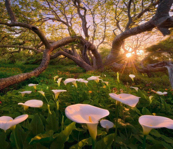 Puzzle - Heye - Kornútovka africană