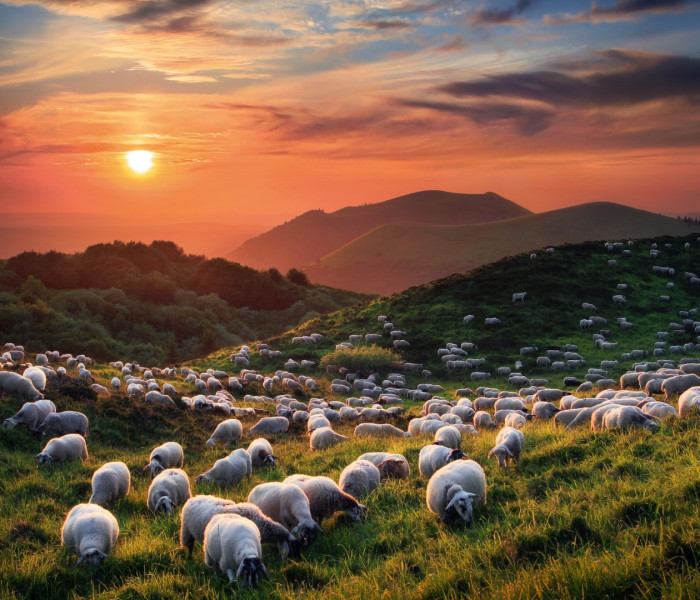 Puzzle - Heye - Oaie și vulcani