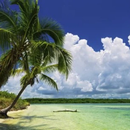 Rai cu palmieri - Puzzle panoramic