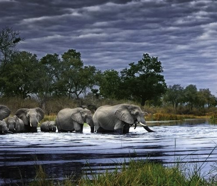 Puzzle - Heye - Turmă de elefanți - Puzzle panoramic