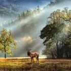 Puzzle - Heye - Salut matinal - Puzzle panoramic