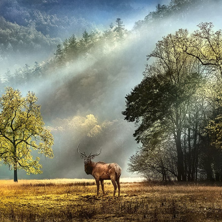 Salut matinal - Puzzle panoramic