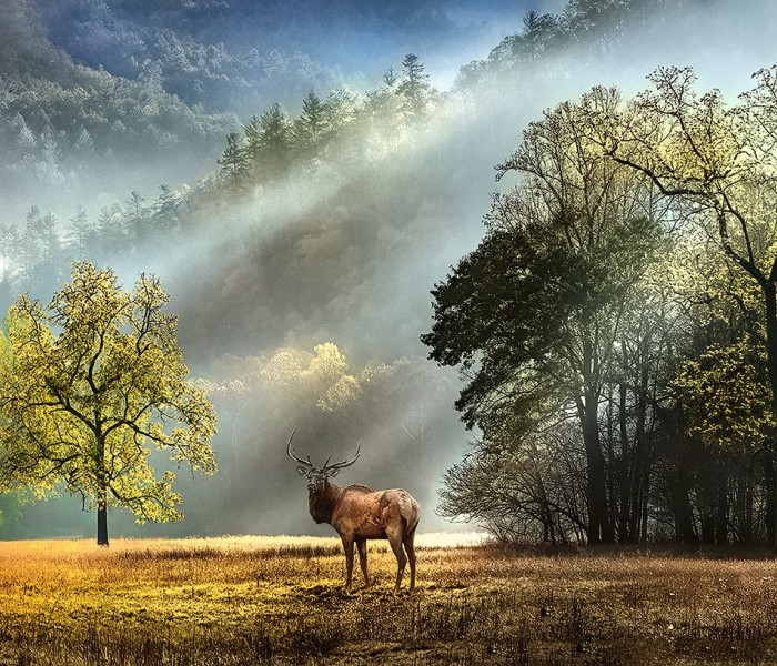 Puzzle - Heye - Salut matinal - Puzzle panoramic