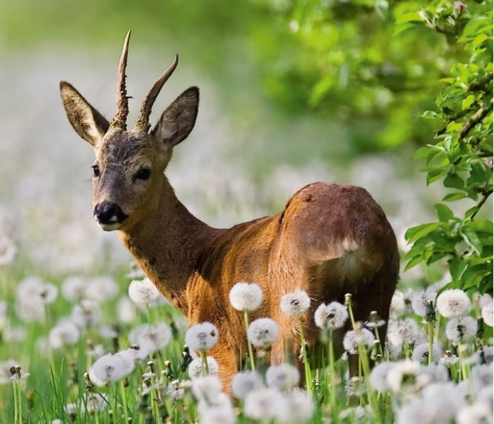 Puzzle - Heye - Căprior