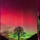 Puzzle - Heye - Copacul lui Robin Hood