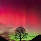 Puzzle - Heye - Copacul lui Robin Hood