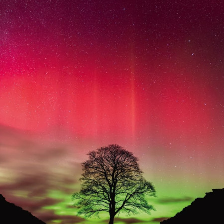 Copacul lui Robin Hood