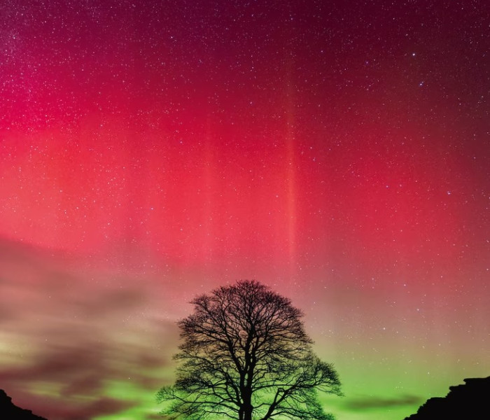 Puzzle - Heye - Copacul lui Robin Hood