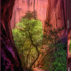 Puzzle - Heye - Canion cântător