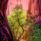 Puzzle - Heye - Canion cântător