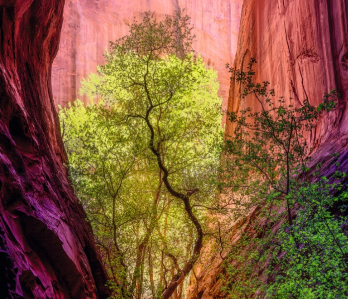 Puzzle - Heye - Canion cântător