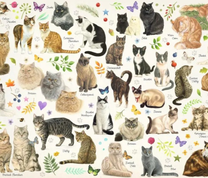 Puzzle - Jumbo - Pisici