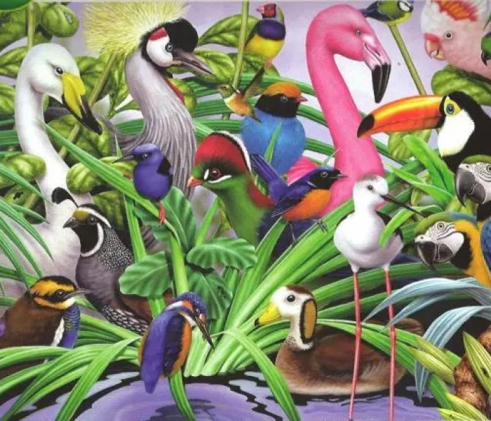 Puzzle - King - Păsări uimitoare