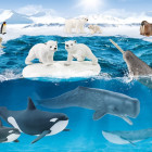 Puzzle - Schmidt - În Antarctica + figurină