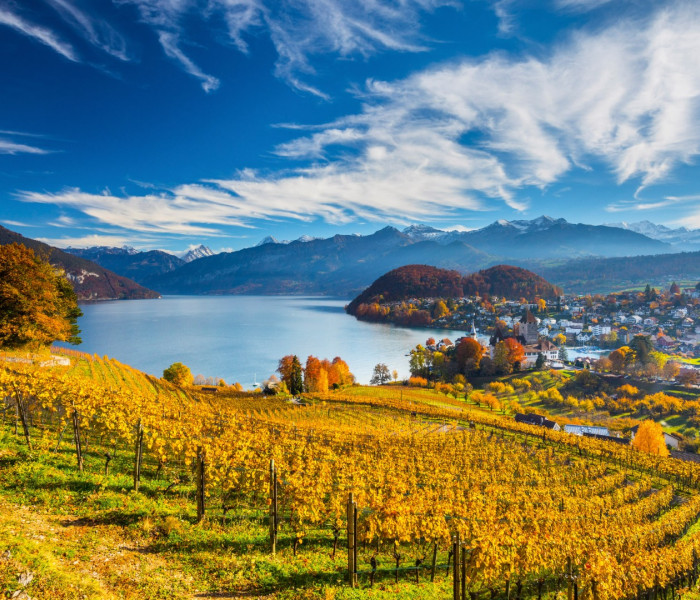 Puzzle - Schmidt - Vii