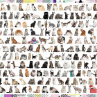 Puzzle - Trefl - 208 pisici