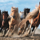 Puzzle - Trefl - Cai în galop