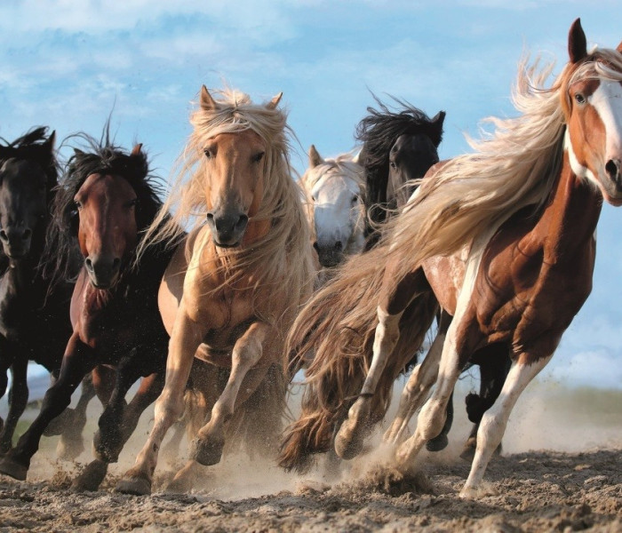 Puzzle - Trefl - Cai în galop