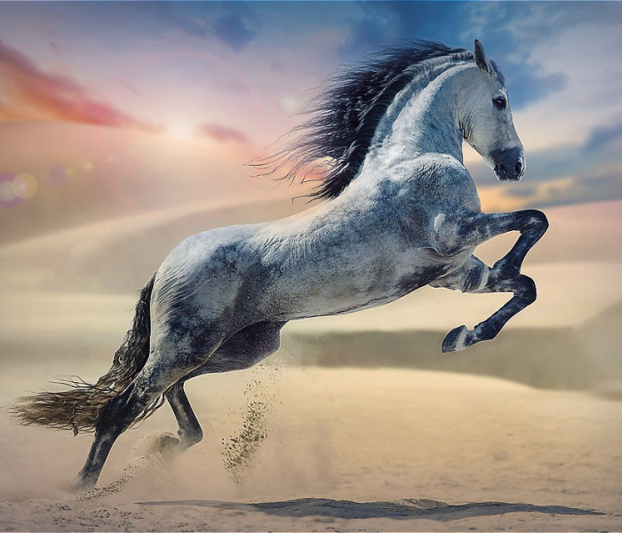 Puzzle - Trefl - Cal majestuos