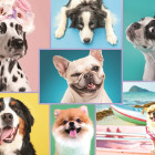 Puzzle - Trefl - Câini adorabili