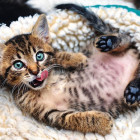 Puzzle - Trefl - Pisicuță veselă