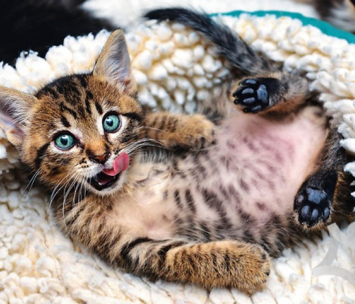 Puzzle - Trefl - Pisicuță veselă