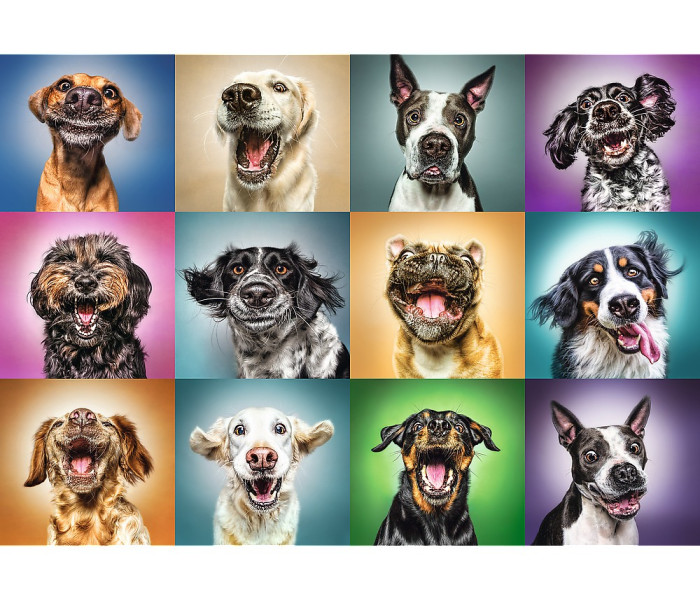 Puzzle - Trefl - Portrete amuzante de câini