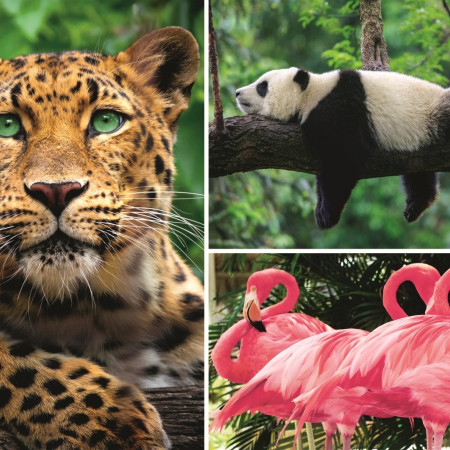 Animale - colaj