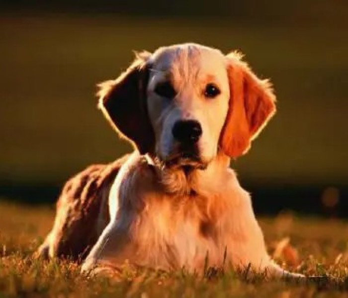 Puzzle - Zdeko - Retriever auriu