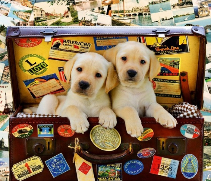 Puzzle - Bluebird - Cățeluși pe drum