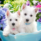 Puzzle - Castorland - Cățeluși albi