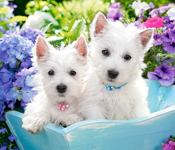 Puzzle - Castorland - Cățeluși albi