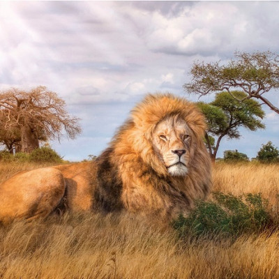 Regele savanei