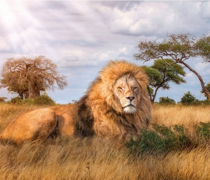 Puzzle - Clementoni - Regele savanei