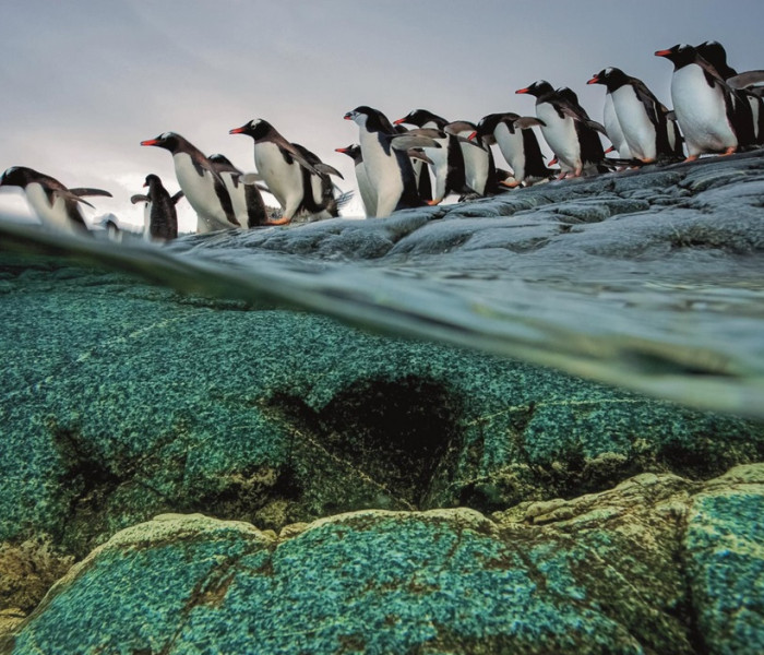 Puzzle - Clementoni - Pinguini