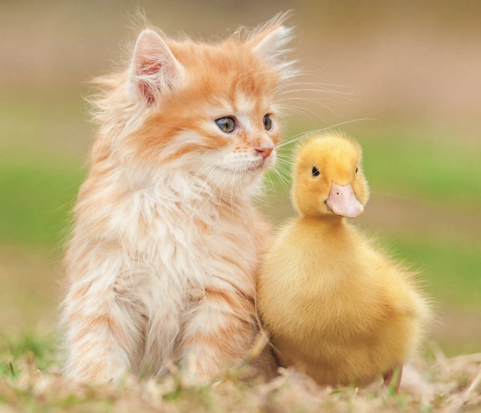 Puzzle - Educa - Prieteni drăguți