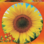Puzzle - Educa - Floarea-soarelui - Puzzle rotund