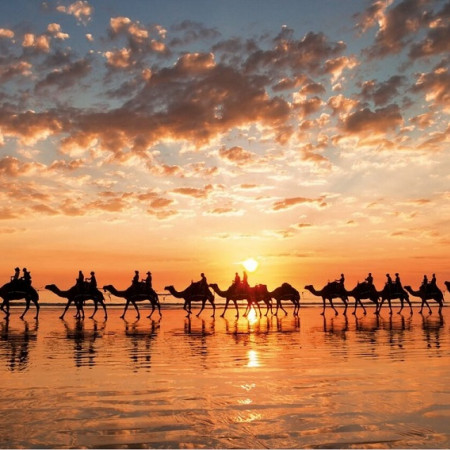 Apus auriu, Australia