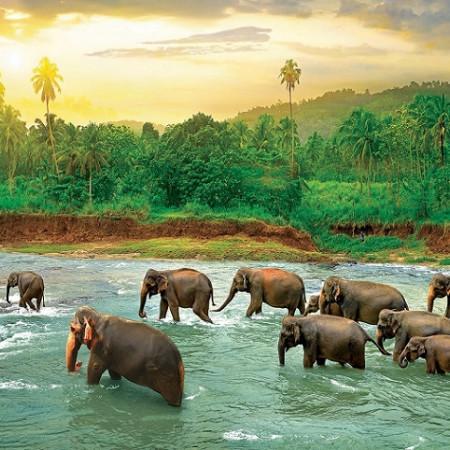 Elefanți în râu